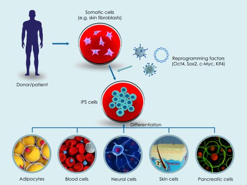 Induced Pluripotent Stem Cell