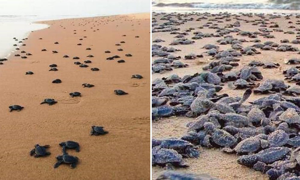 olive ridley turtles on the shore of sea