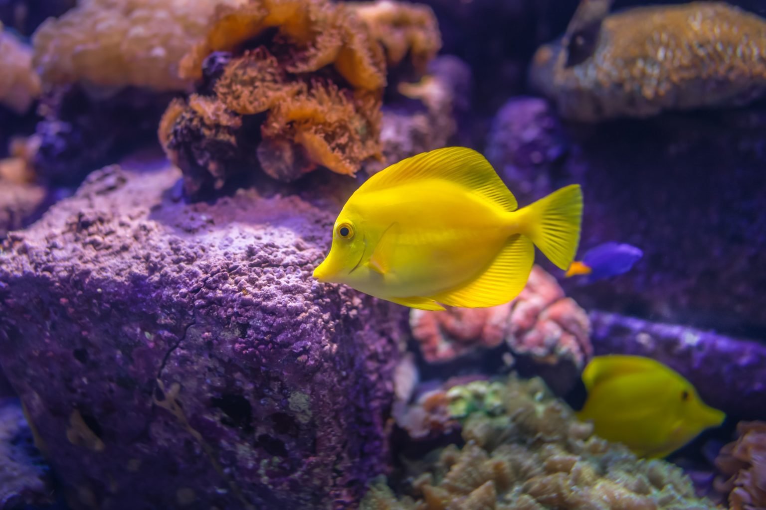 Business Plan And Ideas On Ornamental Fish Farming For Beginners