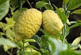 M-Tech Gardens Rare Etrog Citron, Edible Lemon 1 Healthy Live Plant:  Amazon.in: Garden & Outdoors