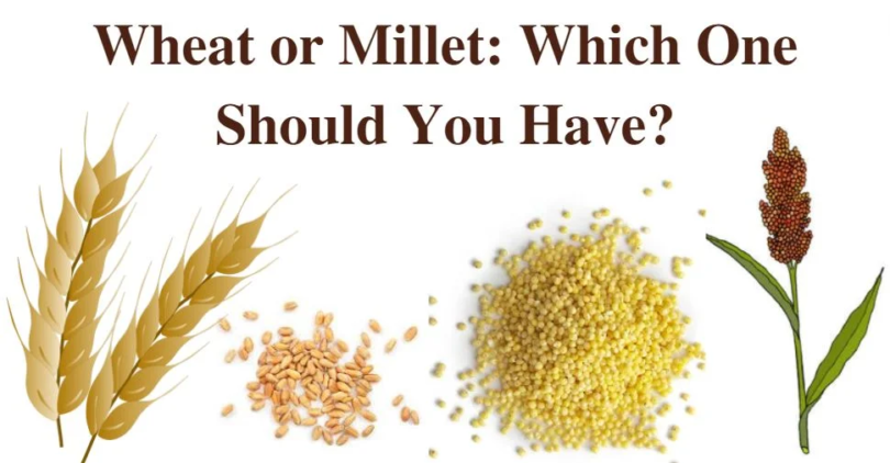 -Wheat-vs.-Millet