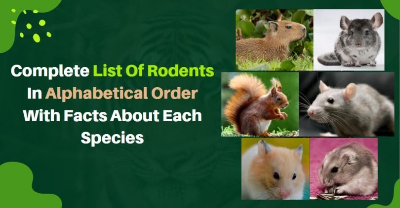 Complete List Of Rodents In Alphabetical Order With Facts About Each Species