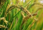 Kharif Crop: Definition, Characteristic Features, And More
