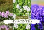 The Enchanting Elegance of Hyacinths: A Guide to Growing and Caring for These Fragrant Blooms