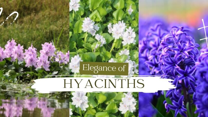 The Enchanting Elegance of Hyacinths: A Guide to Growing and Caring for These Fragrant Blooms