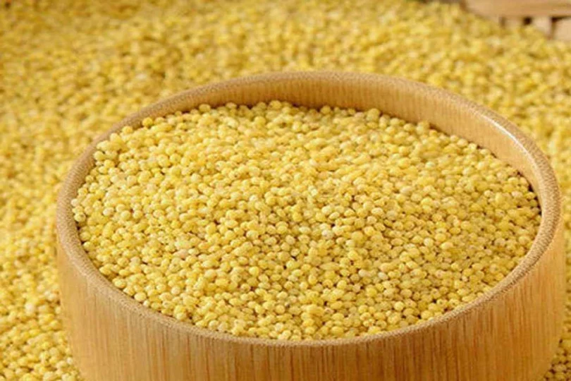 Foxtail millets and their little-known benefits
